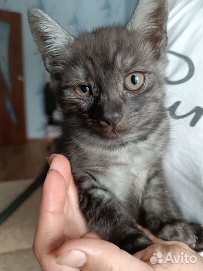 Кошка в дар бесплатно