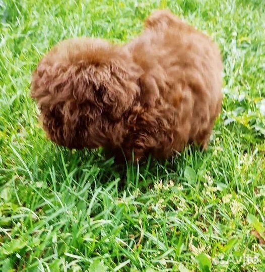 Тикап, микро мальтипу