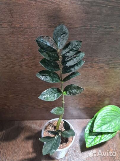 Замиокулькас черный