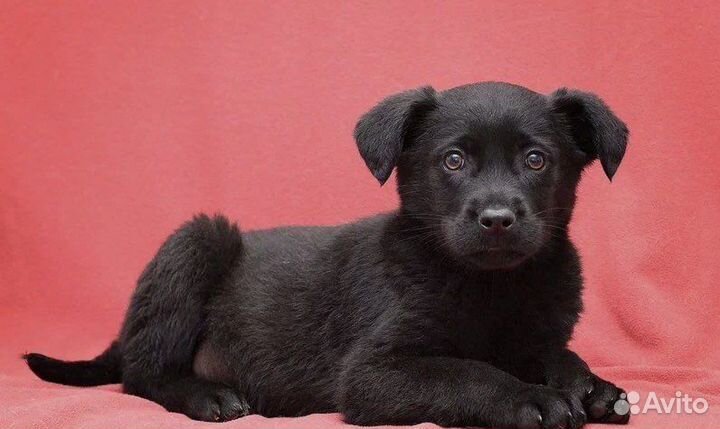 Щенок Лана. Метис лабрадора в дар