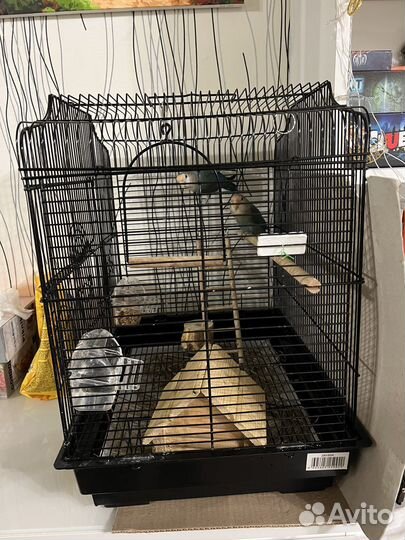 Попугай неразлучники с клеткой