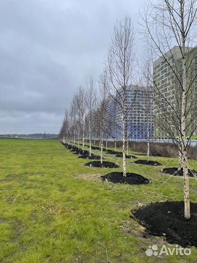 Деревья крупномеры