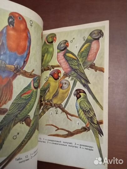 Попугаи. А. И. Рахманов. 1975 год