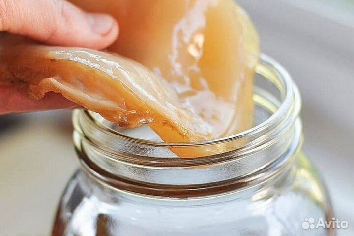 Чайный гриб