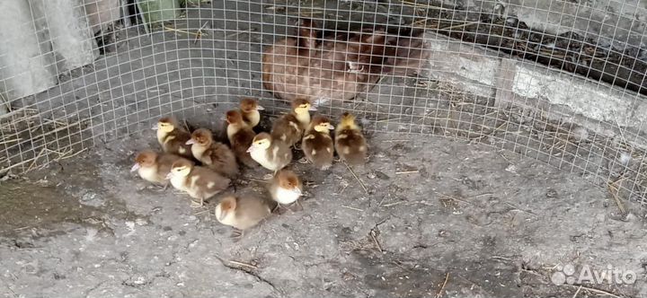 Утки красный бык