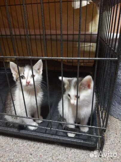 Кошки в добрые руки