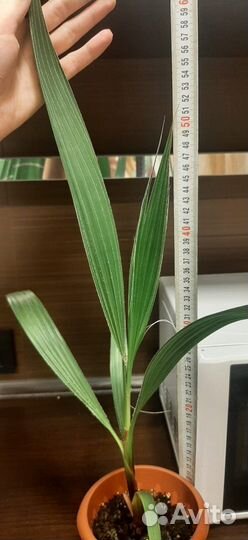 Пальма Вашингтония