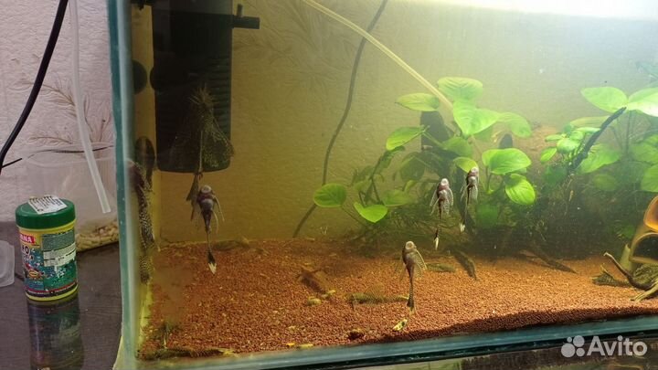 Вуалевые анцитрусы