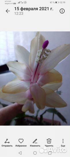 Декабрист желтый