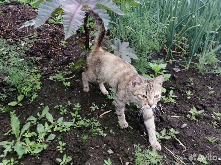 Отдам котенка