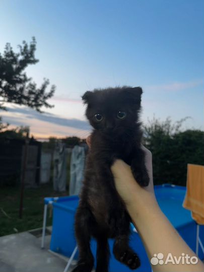 Вислоухие котята