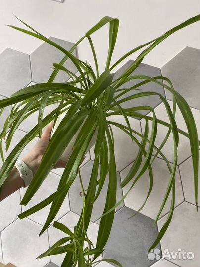 Хлорофитум