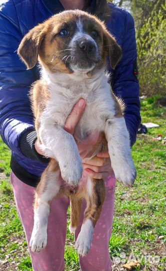 Щенок в добрые руки