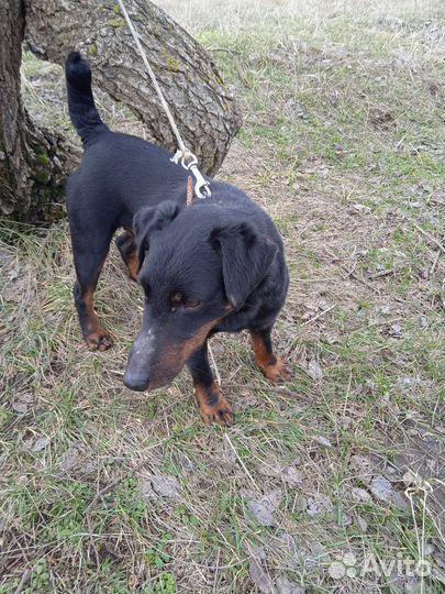 Ягдтерьер вязка