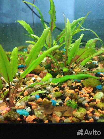 Криптокарина