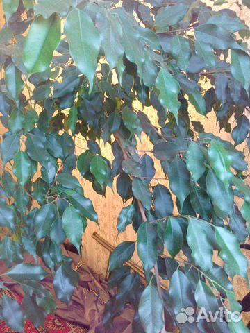 Растение фикус