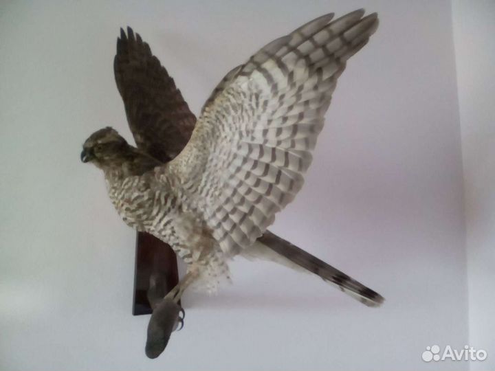 Чучело птицы