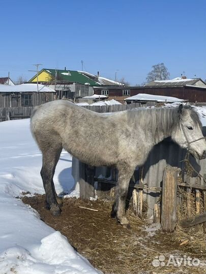 Лошади