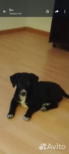 Щенок девочка в добрые руки