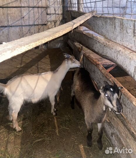 Козочки 3 месяца