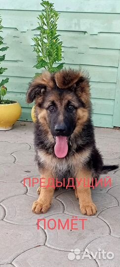 Немецкая овчарка