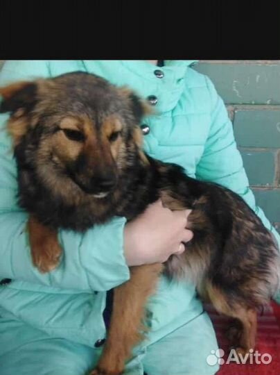 Небольшая собака в добрые руки