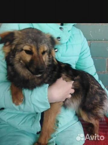 Небольшая собака в добрые руки