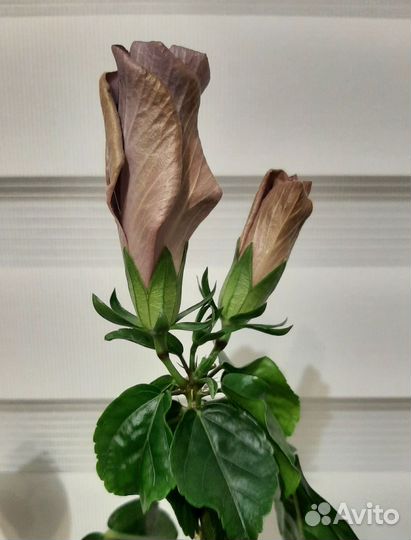 Гибискус сортовой