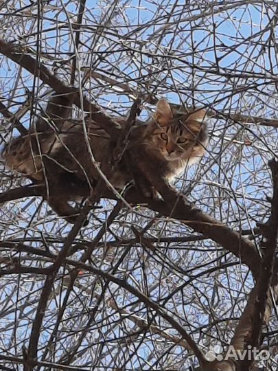 Пушистому котенку подростку нужна семья