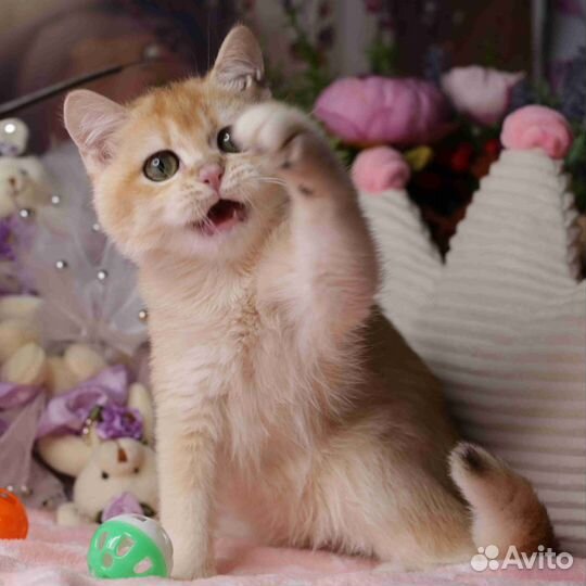 Золотые коти