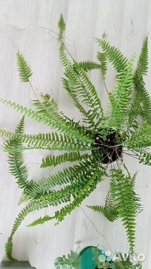 Нефролепис, сортовые, названия спрашивайте