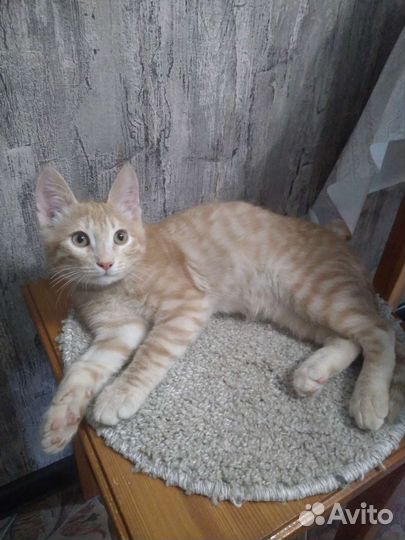 Котики в добрые руки