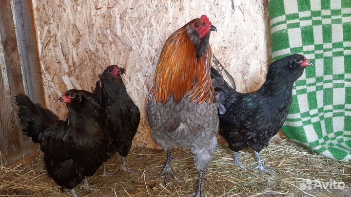 Инкубационное яйцо Амераукана, Кучинские