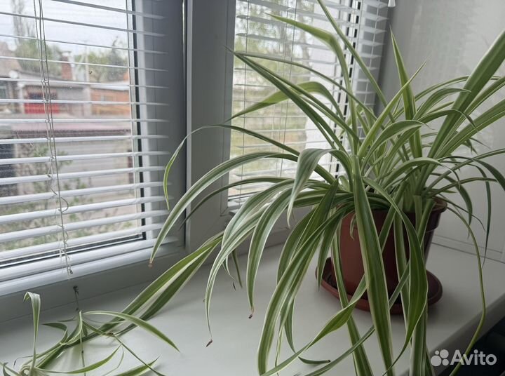 Хлорофитум полосатый большой с детками