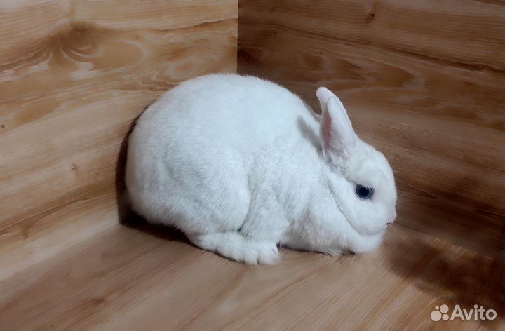 Кролики декоративные-белые