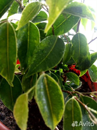 Фикус бенджамина