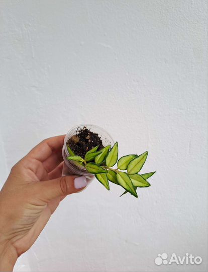 Хойи Louis Buis, белла вар, вибелла