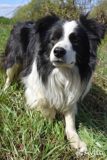 Щенки бордер-колли