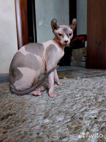 Канадский сфинкс эльф кошка