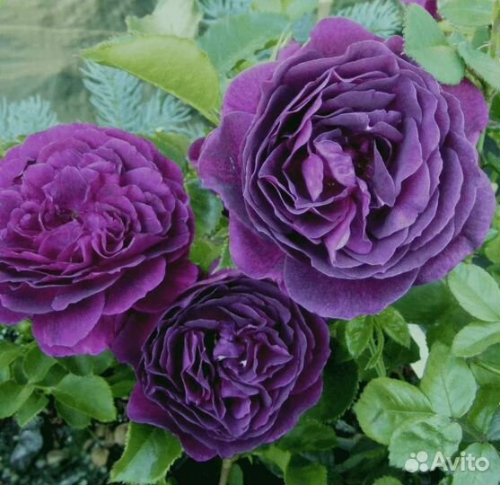 Саженцы роз Перпл Эден, эбб Тайд на весну 2024г