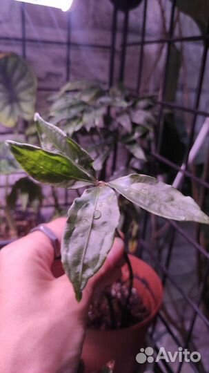 Комнатные растения#2