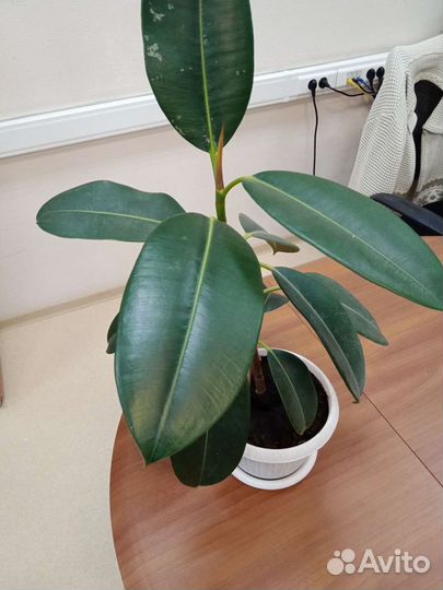 Комнатные растения