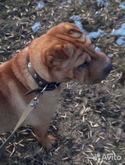 Выгул собак