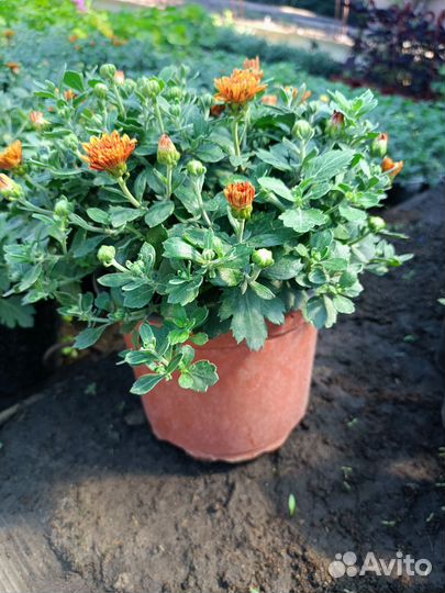 Хризантемы мультифлора