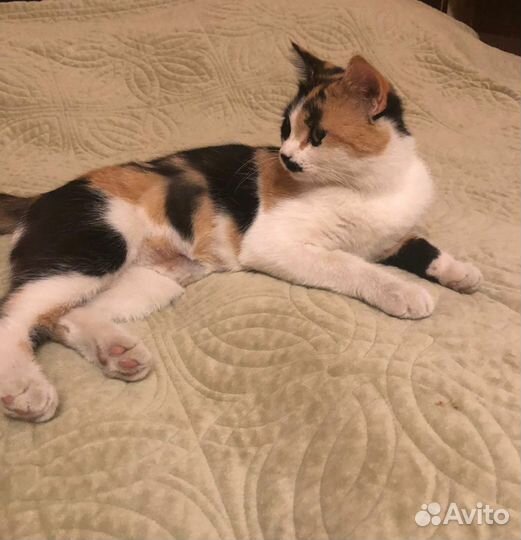 Кошка 1 год