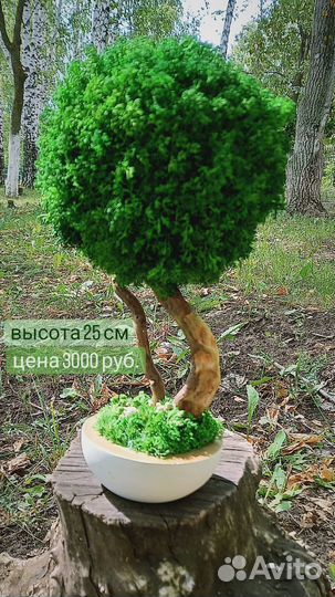 Дерево декоративное