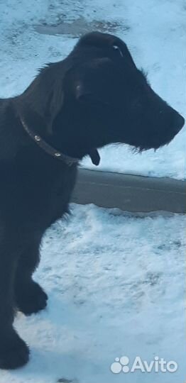 Умная и добрая собачка Ника