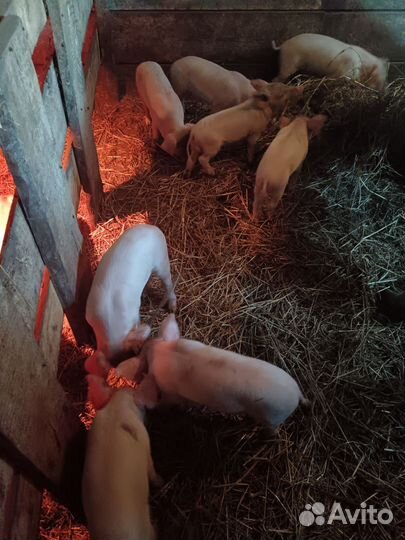 Поросенок гибрид Ф1 (ландрас и крупная белая)