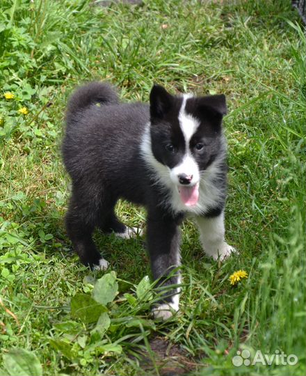 Чистопородные щенки русско-европейской лайки