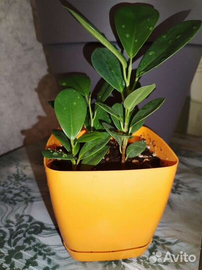 Фикус мокламе